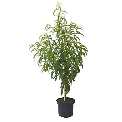 Bäume Rot von Grüner Garten Shop