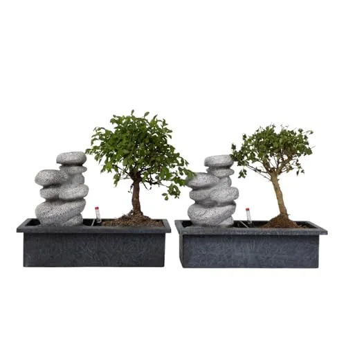 Plant in a Box - Pflegeleichter Bonsaibaum mit Bewässerungssystem - Bonsai mit einem innovativen Bewässerungssystem und Wasserzähler, ideal für Anfänger. Höhe 25-35cm, sicher verpackt für den Versand.