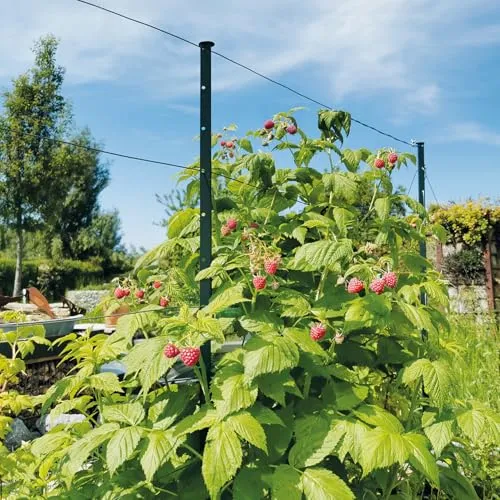 bellissa Rankhilfe HIMBEERTRAUM 180cm - Metall Pflanzstäbe und Rankgerüst - Robuste Pflanzenstütze für Himbeeren, ideal zur Unterstützung des gesunden Wachstums und zur optimalen Ernte.