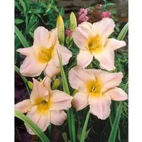 Hemerocallis X Cult. Gentle Shepherd Taglilie Ca. 11x11 cm Topf