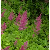Prachtspiere Rotlicht - Astilbe arendsii