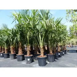 Stück XXL Palme winterhart 190 - 220 cm Trachycarpus fortunei - Bäume, Sträucher & Hecken - Robuste, winterharte Hanfpalme in Top-Qualität mit kräftigen Stämmen, ideal für Gartenliebhaber.