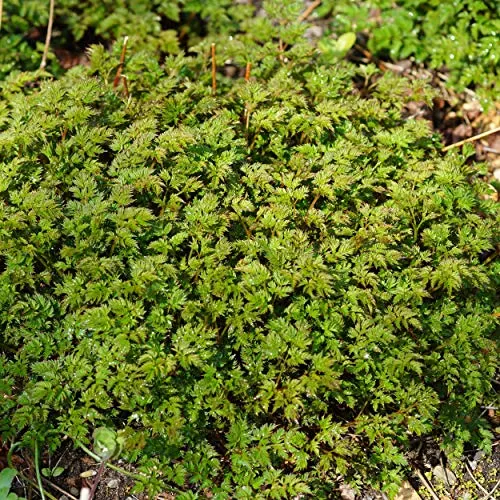 Pflanzen Beige von Blumixx