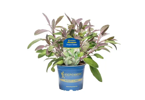 Pflanzen für Dich Gewürzkraut Purpurascens Purpursalbei 12cm Topf 8er Set