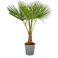 Sunny-Tree Trachycarpus Fortunei Chinesische Fächerpalme 120 bis 140 cm Stammhöhe 20 bis 30 cm Winterhart bis -18°C