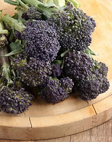 Lila Sprossbrokkoli - min. 100 Samen