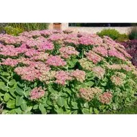 Sedum Spectabile Rosenteller Fetthenne Ca. 9x9 cm Topf