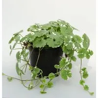 Produktbild Gundelrebe Variegata - Glechoma hederacea