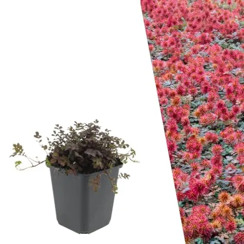 Plants by Frank Acaena Microphylla Kupferteppich, 12 Stück, Ø 9 cm | Stachelnuss Pflanzen, Bodendecker Winterhart Mehrjährig, Stauden, Stachelnüsschen, Gartenpflanzen, Topf 12 cm, Höhe: 15 cm