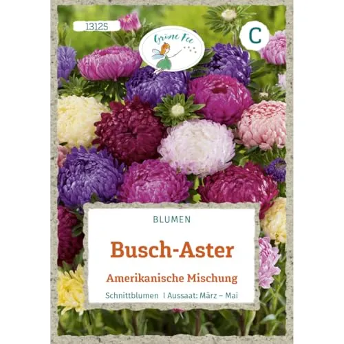 Grüne Fee - Buschaster Amerikanische Mischung Samen - 13125