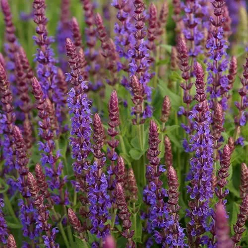 Blumixx Stauden Salvia nemorosa 'Ostfriesland' – Dunkelvioletter Blüten-Salbei, pflegeleicht & winterhart, Bienenmagnet für Beet & Balkon, im 0,5L Topf – Gartensalbei für sonnige Standorte