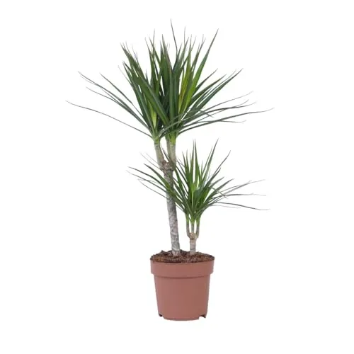 Plant in a Box - Dracaena Marginata - Drachenbaum 70-80cm - Stilvolle Dracaena Marginata, auch Drachenbaum genannt, mit glänzenden Blättern. Pflegeleicht und ideal für helle bis halbschattige Standorte. Höhe 70-80cm im 17cm Topf, sicher verpackt für den Versand.