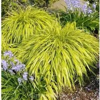 Produktbild Japanisches Berggras All Gold - Hakonechloa macra