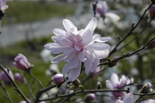 Magnolia stellata 'George Henry Kern' - Zartrosa Sternmagnolie für Kübel und Rabatten - Blumensamen & -pflanzen: Pflegeleichte, winterharte Sternmagnolie mit zartrosa Blüten, die Bienen anzieht – ideal für Gärten und Terrassen.