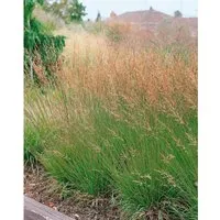 Molinia Caerulea Heidezwerg Moorgras Kompakt 2-3 Liter Container