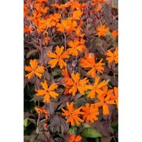 Lychnis X Arkwrightii Orange Zwerg Brennende Liebe Ca. 9x9 cm Topf