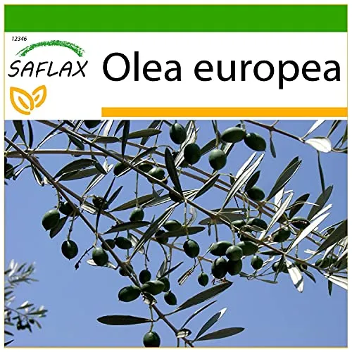 SAFLAX - Ölbaum - 20 Samen - Mit keimfreiem Anzuchtsubstrat - Olea europea
