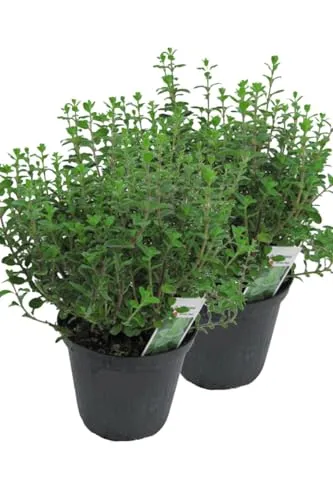 2er Set Italienischer Oregano im 15cm Topf