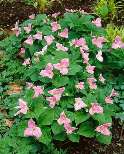 Trillium erectum - Roter Dreiblatt mit dunkelroten Blüten - Pflegeleichte Pflanze für schattige Standorte, ideal für Waldgärten. Tiefrote Blüten im Frühling sorgen für einen auffälligen Farbtupfer. Winterhart bis -20 °C.