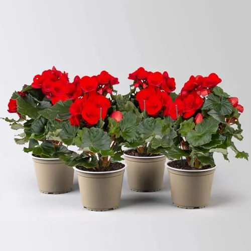Elatior-Begonie 4er-Set, Topf-Ø 14 cm, rot von Pflanzen-Kölle