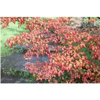Cornus Kousa Annelies - Japanischer Blumen-Hartriegel Weiß 80–100 cm - Elegantes Ziergehölz mit sternförmigen, weißen Blüten und attraktiven, panaschierten Blättern. Ideal für Beete, Terrassen oder als Solitär, bringt frische Kontraste und beeindruckt mit herbstlicher Färbung.
