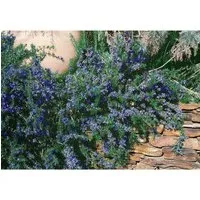 Rosmarinus Officinalis Corsican Blue Rosmarin Blau Ca. 9x9 cm Topf