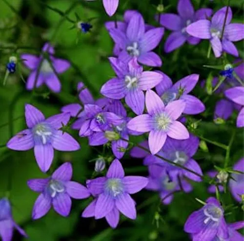 Wiesen Glockenblume