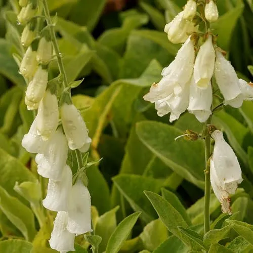 Blumixx Stauden Digitalis purpurea 'Alba' – Weißer Garten-Fingerhut, winterhart & bienenfreundlich, Staude für halbschattige Beete, pflegeleicht, Wuchshöhe ca. 100 cm