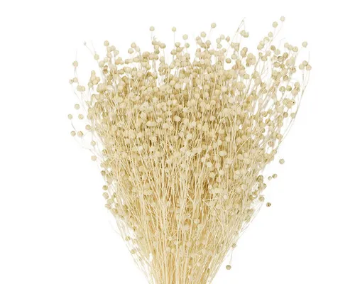 Dekoratives Flachs Trockengras für stilvolle Arrangements - Vielseitiges Flachs Trockengras für kreative Dekoideen. Ideal für elegante Vasen oder als Highlight auf dem Tisch – bringt einen Hauch von Boho-Charme in Ihr Zuhause.