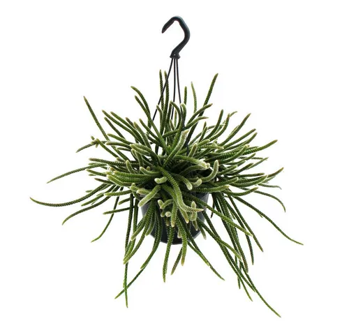 Exotenherz Urban Jungle Elegance Rhipsalis-Ampel 15cm von Exotenherz