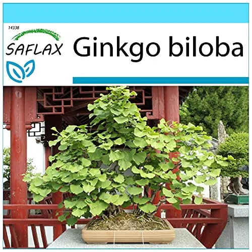 SAFLAX - Geschenk Set - Bonsai - Ginkgo - 4 Samen - Mit Geschenk- / Versandbox, Versandaufkleber, Geschenkkarte und Anzuchtsubstrat - Ginkgo biloba