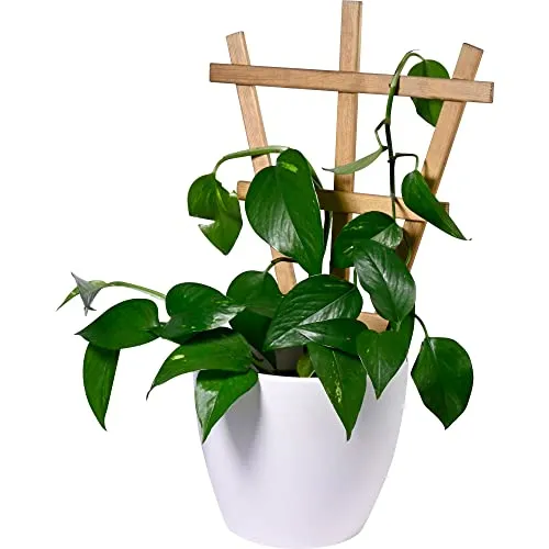 dobar® Green Label 29186FSCe | 4er-Set Dekorative Blumentopf-Rankhilfe Positano - Rankgitter aus robustem FSC-zertifiziertem Fichtenholz, ideal für Kletterpflanzen wie Rosen oder Clematis. Maße: 27,9 x 1,4 x 39 cm. Handgefertigt in Europa für höchste Qualität.