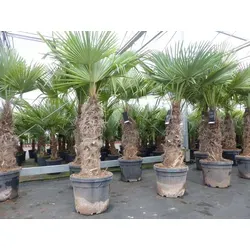 Trachycarpus fortunei XXL Hanfpalme - Winterharte Palme mit dicken Stämmen bis -18°C. Hochwertige, voll durchwurzelte Pflanzen in Premiumqualität, ideal für Garten und Terrasse.