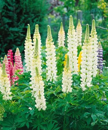 Lupinus polyphyllus 'Fräulein' 11x11 cm Topf – Winterhart, Mehrjährig, Pflegeleicht – Lupine – Staude für Beet & Rabatte