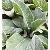 Kandelaber Königskerze - Verbascum olympicum in gelb von Baumschule