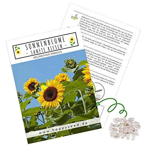Farbenfrohe Sonnenblumen Samen mit hoher Keimrate - Blumensamen für einen bunten & bienenfreundlichen Garten (20 Korn Sanfte Riesen, bis zu 3 Meter hoch!)