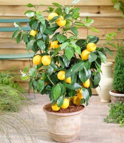 BALDUR Garten Zitronen-Bäumchen, 1 Pflanze, Citrus limon Zitruspflanze, mehrjährig