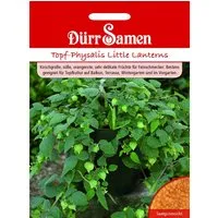 Produktbild Dürr Samen Topf-Physalis Little Lanterns Saatgut
