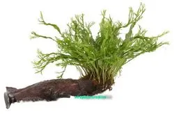 Aquarium Fan Wurzel mit Javafarn - Microsorum Pteropus Windelov On Wood - Small