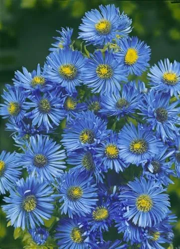 Aster novae-angliae 'Barr's Blue' 11x11 cm Topf – Winterhart, Mehrjährig, Pflegeleicht – Herbstaster – Beetstaude für Garten & Rabatte