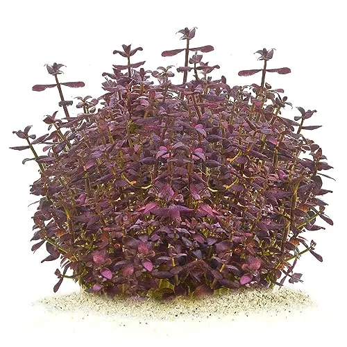 Bacopa Salzmannii 'Purple' - Salzmann Fettblatt 'Violett' in vitro XL - 8,5cm Bechergröße - Hintergrund Wasserpflanzen für Aquarien