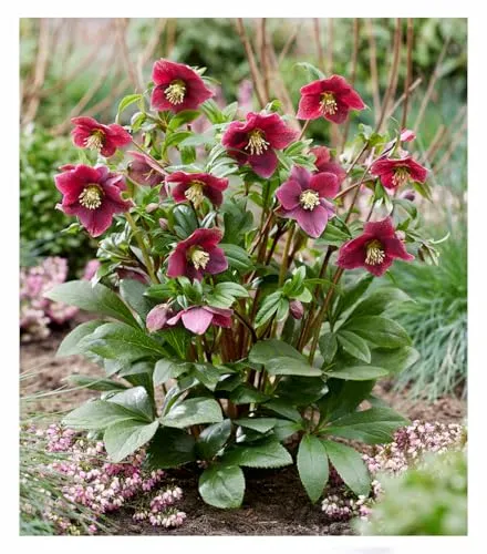 BALDUR-Garten Christrose 'ViV® Victoria',1 Pflanze