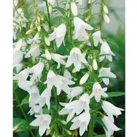 Campanula Sarmatica Kaukasus Glockenblume Ca. 9x9 cm Topf