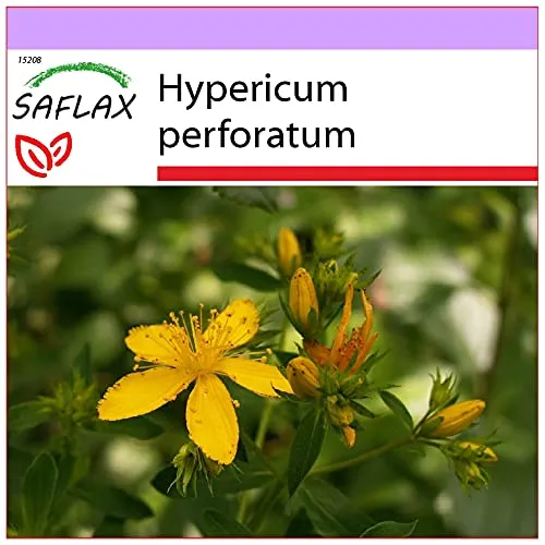 SAFLAX - Heilpflanzen - Johanniskraut - 300 Samen - Hypericum perforatum
