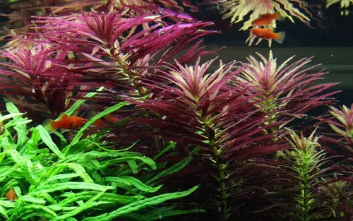 Aquaone Wasserpflanze Aquarium Pflanze Limnophila hippuridoides Nr.047C