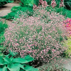 Schleierkraut Gypsophila Rispige Gipskraut rosa 1 St. - Rosa