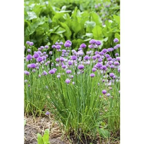 Produktbild Allium schoenoprasum