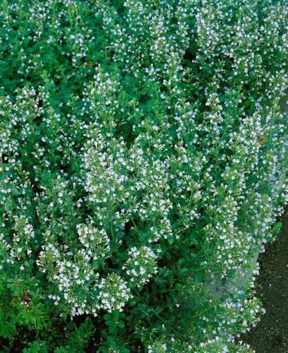 Pflanzen Lila von PlantaPro