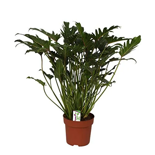 Exotenherz Philodendron Xanadu - Zimmerpflanze im 21cm Topf - Philodendron Xanadu, auch Baumfreund genannt, ist eine pflegeleichte Zimmerpflanze mit einer beeindruckenden Höhe von ca. 65cm. Ideal für helle Räume ohne direkte Sonneneinstrahlung.