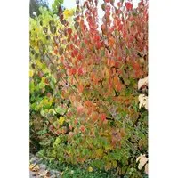Cornus offic. Robin's Pride - Japanischer Hartriegel - Säen Sie diesen aufrechten, ausladenden Hartriegel mit gelben Blüten, ideal für sonnige, windgeschützte Standorte. Lieferung im Topf, Wuchsform: 60-100 cm.